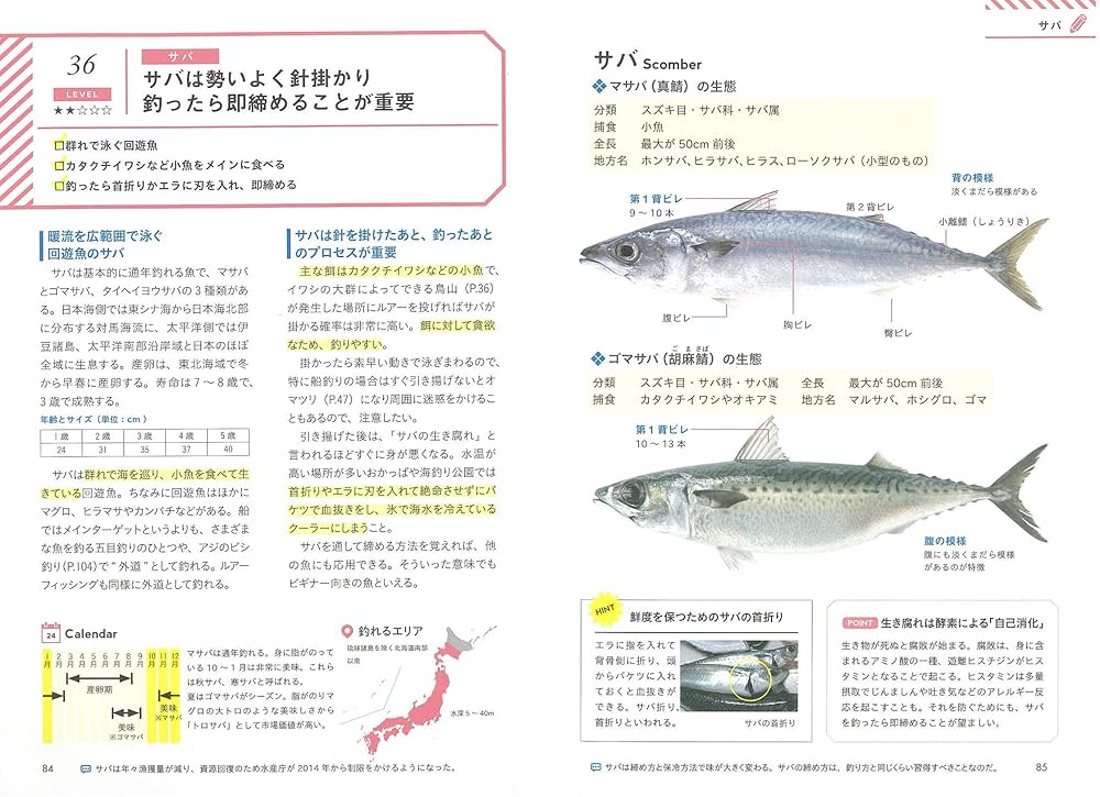 最新の激安 少年海釣りブック シカケと釣り方これでオーケー 絵本